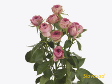 Pink Bijoux (Пінк Біжукс) (Мультифлора)